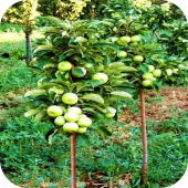 Яблоня колоновидная "Зеленое сладкое" Яблоня колоновидная "Зеленое сладкое"